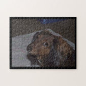 Langharige Doxer Legpuzzel (Horizontaal)
