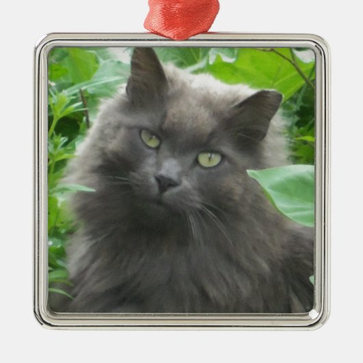 Langharige grijze Russische Blauwe Kat Metalen Ornament (Voorkant)