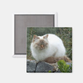 langharige stamboom kat magneet (Voorkant / Achterkant)