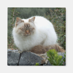 langharige stamboom kat magneet