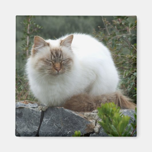 langharige stamboom kat magneet (Voorkant)