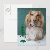 Langharige teckel zittend op een rieten tafel briefkaart (Voorkant / Achterkant)