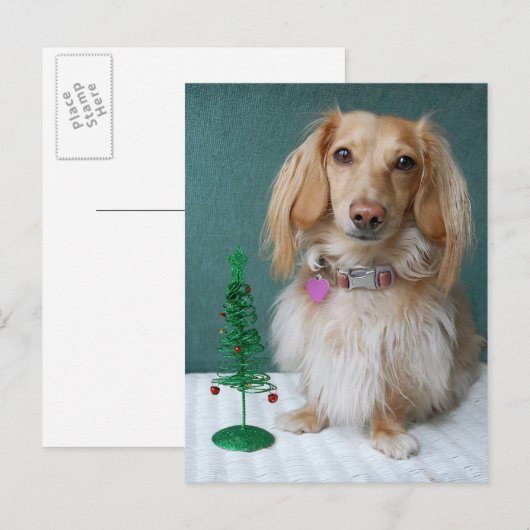 Langharige teckel zittend op een rieten tafel briefkaart (Voorkant / Achterkant)