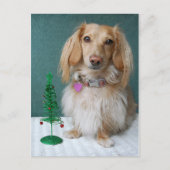 Langharige teckel zittend op een rieten tafel briefkaart (Voorkant)