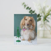 Langharige teckel zittend op een rieten tafel briefkaart (Staand voorkant)