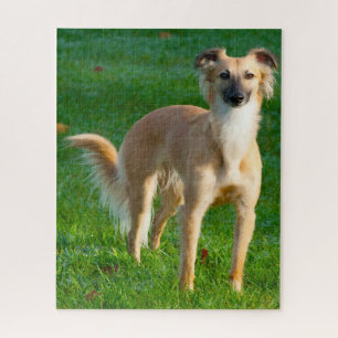 Langharige Whippet Honden Puzzels. Legpuzzel