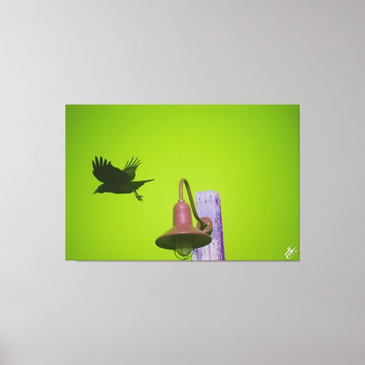 Langley Crow op lichtpaal serie #5 Canvas Afdruk (Voorkant)