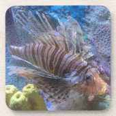 langoest drankjes onderzetter (Voorkant)