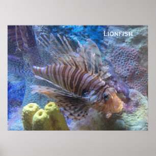 langoest poster