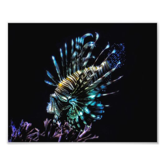 langoesten foto afdruk (Voorkant)