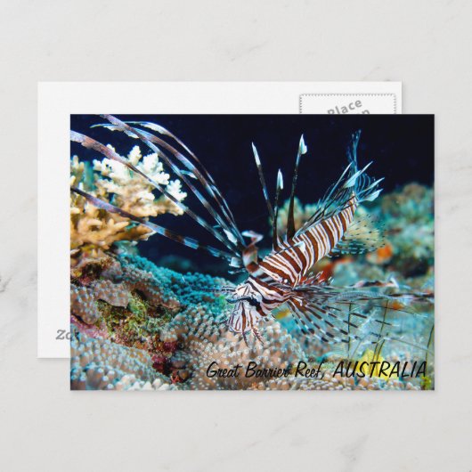 Langoesten op het Briefkaart van het Great Barrier (Voorkant / Achterkant)