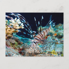 Langoesten op het Briefkaart van het Great Barrier