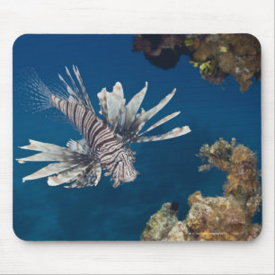 Langoesten (Pterois volitans) zwemmen over Muismat