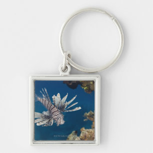 Langoesten (Pterois volitans) zwemmen over Sleutelhanger