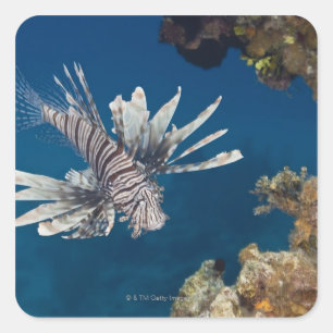 Langoesten (Pterois volitans) zwemmen over Vierkante Sticker