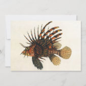  langoesten, zeedieren (Voorkant)