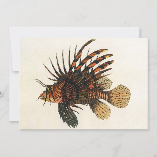 langoesten, zeedieren (Voorkant)