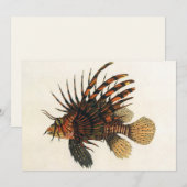  langoesten, zeedieren (Voorkant / Achterkant)