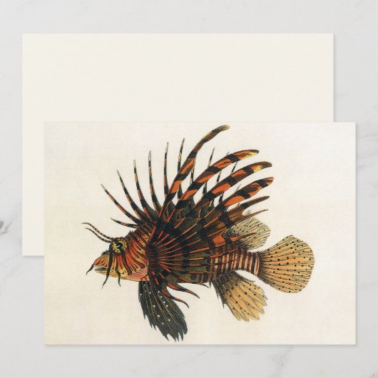  langoesten, zeedieren (Voorkant / Achterkant)