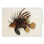  langoesten, zeedieren (Voorkant Horizontaal)