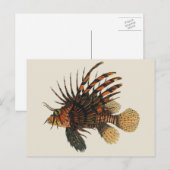  langoesten, zeedieren briefkaart (Voorkant / Achterkant)