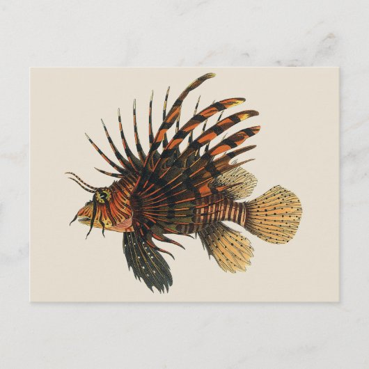  langoesten, zeedieren briefkaart (Voorkant)