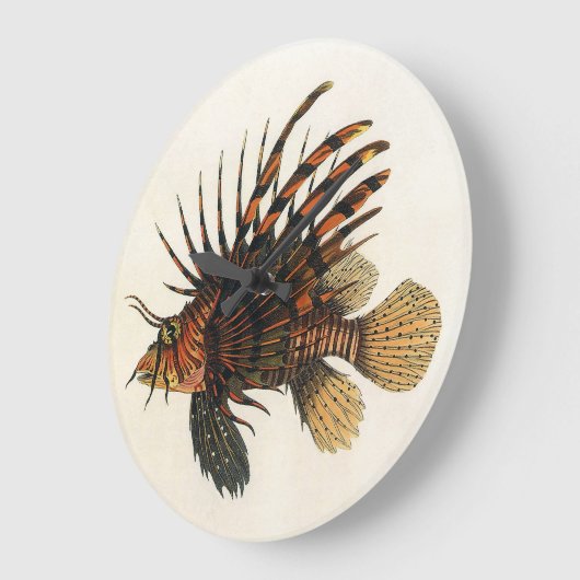 langoesten, zeedieren grote klok (Hoek)