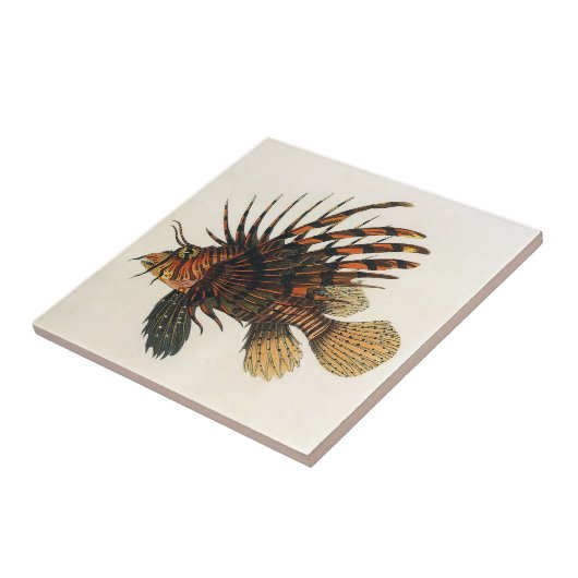  langoesten, zeedieren tegeltje (Zijkant)