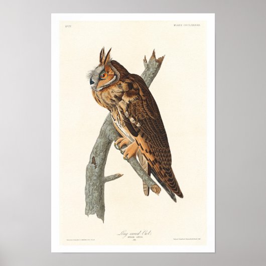 Langoorige oraal door het Poster van Audubon (Voorkant)