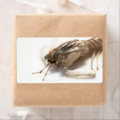 Langoustine Etiket (Insitu)