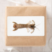 Langoustine Etiket (Insitu)