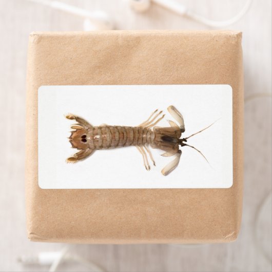 Langoustine Etiket (Insitu)