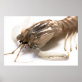 Langoustine Poster (Voorkant)