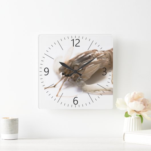 Langoustine Vierkante Klok (Huis)