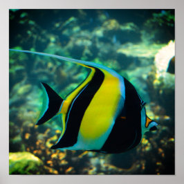 Langovinebaniervis Poster