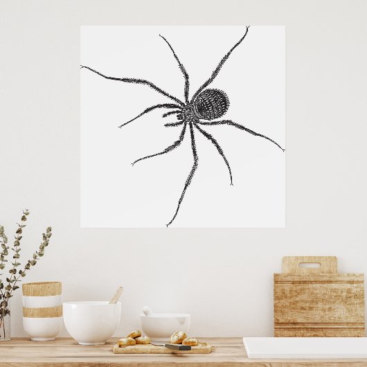 Langpootspin Poster (Keuken)