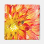 Langpootspinnen op gele rode dahlia magneet (Voorkant)