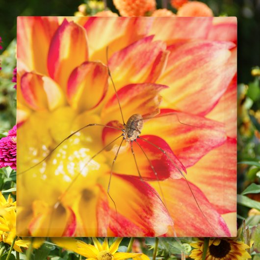 Langpootspinnen op gele rode dahlia magneet