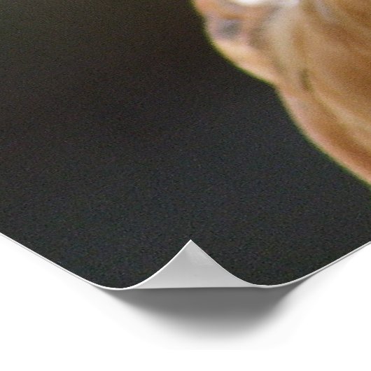 Langpotige buzzard poster (Hoek)