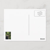 Langs het Briefkaart van de Weg van het Woud (Achterkant)