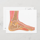 Langsdoorsnede van de menselijke voet briefkaart (Voorkant / Achterkant)