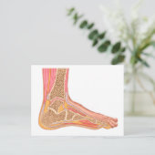 Langsdoorsnede van de menselijke voet briefkaart (Staand voorkant)