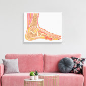 Langsdoorsnede van de menselijke voet canvas afdruk (Insitu (Woonkamer))