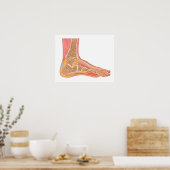 Langsdoorsnede van de menselijke voet poster (Keuken)