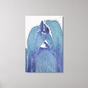 Langsdoorsnede van een esdoorn (Acer) stengelpunt  Canvas Afdruk