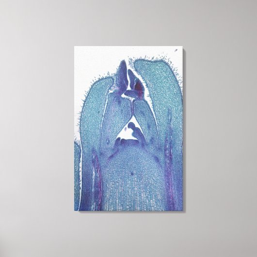 Langsdoorsnede van een esdoorn (Acer) stengelpunt Canvas Afdruk (Voorkant)