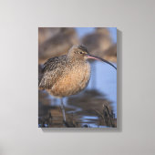 langsnavelige krullen canvas afdruk (Voorkant)