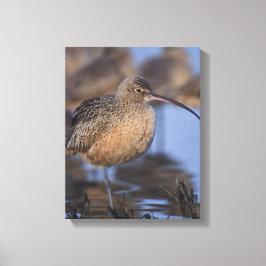 langsnavelige krullen canvas afdruk