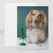 Langsnuitdachshund, op een wildertafel kaart (Voorkant / Achterkant)