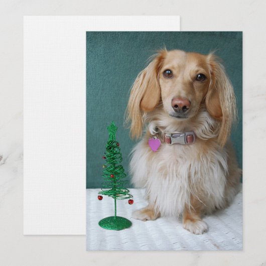 Langsnuitdachshund, op een wildertafel kaart (Voorkant / Achterkant)